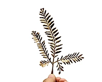 Golden Meadow Fern