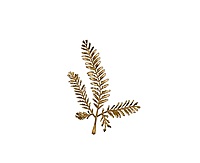 Golden Meadow Fern