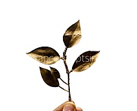 Golden Olive Leaf Stem