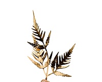 Wild Fern Gold Stem