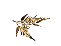 Wild Fern Gold Stem