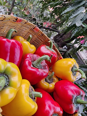 YELLOW, RED, BELL PEPPER