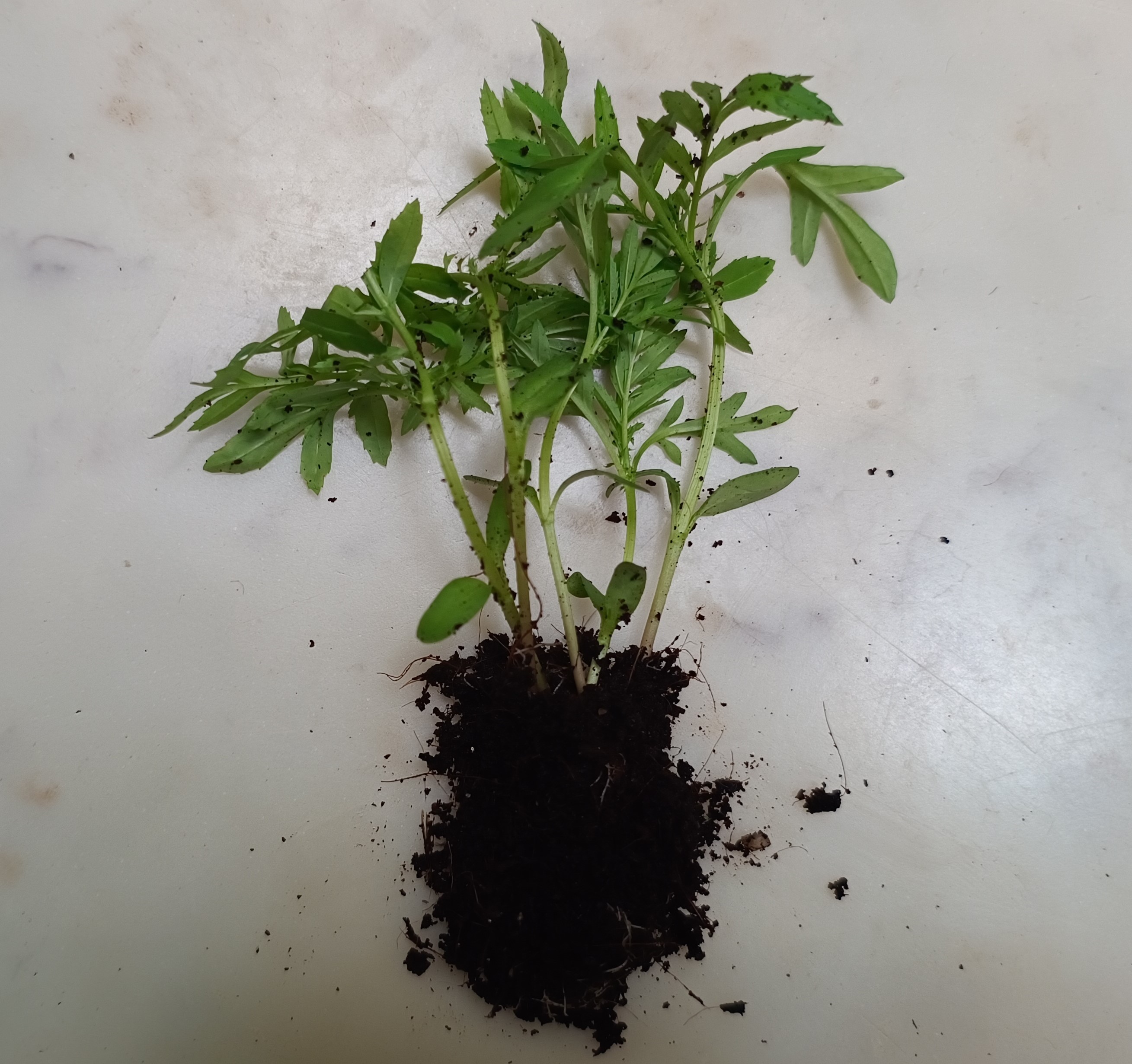 5nos Yellow Marigold Flower Seedings, Garden Companion Plant, Beautiful Large Pom Pom Blooms