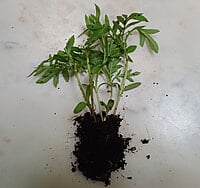 5nos Yellow Marigold Flower Seedings, Garden Companion Plant, Beautiful Large Pom Pom Blooms