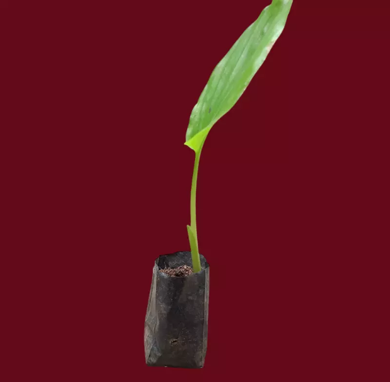 Black Ginger / Kaempferia parviflora /Thai ginseng / Krachai dum Plant For Growing