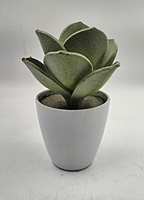 Plastic POT With Alovera