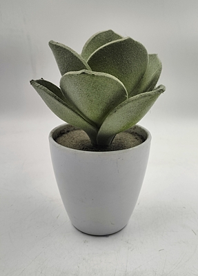 Plastic POT With Alovera