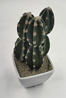 Plastic POT With Cactus