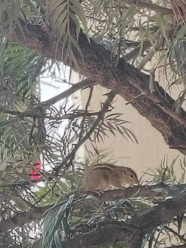 Mamma Mia's Homestay Bangalore