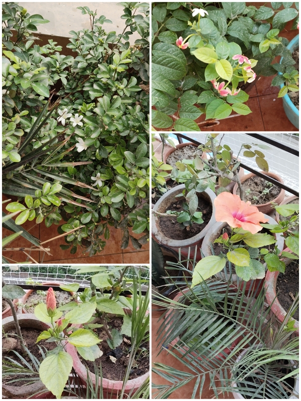 Aramya | Slow Living , Sector 88 Faridabad