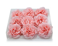 Pink LemonadeMoutan Peony