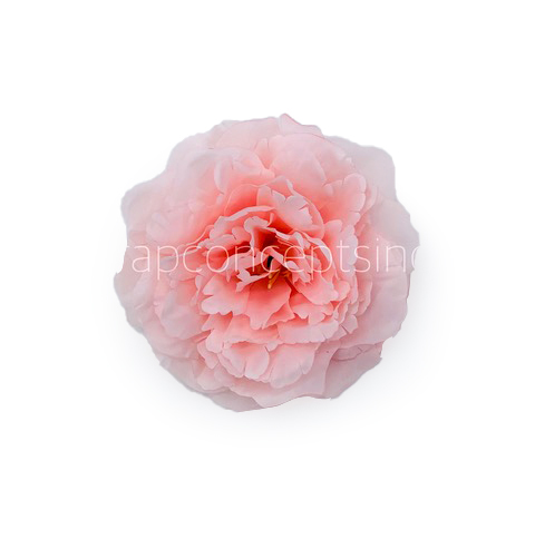 Pink LemonadeMoutan Peony