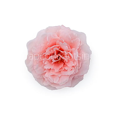 Pink LemonadeMoutan Peony