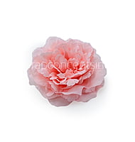 Pink LemonadeMoutan Peony