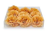 Turmeric Moutan Peony