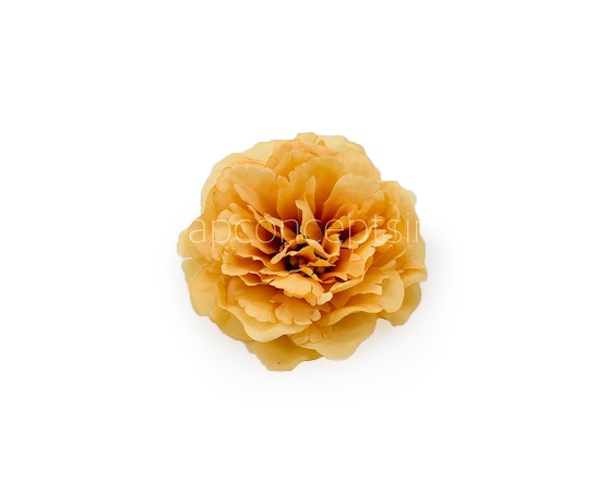 Turmeric Moutan Peony