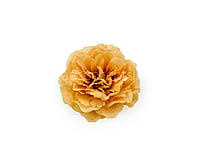 Turmeric Moutan Peony