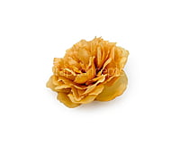 Turmeric Moutan Peony