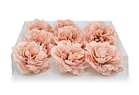 Apricot Moutan Peony