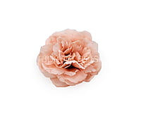 Apricot Moutan Peony