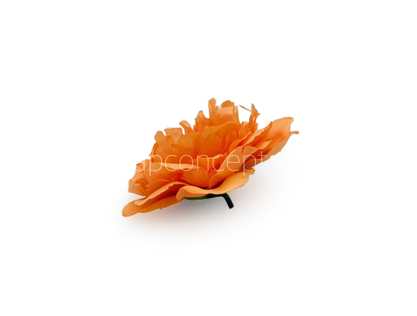 Tangerine Moutan Peony