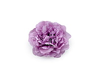Mauve Moutan Peony