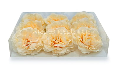 Champagne Moutan Peony