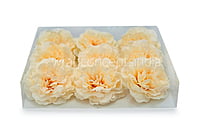 Champagne Moutan Peony