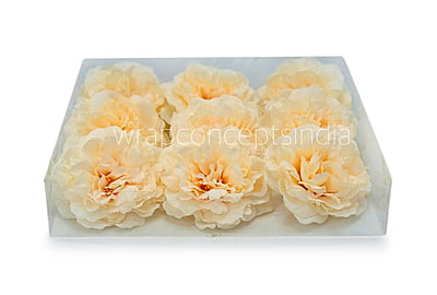 Champagne Moutan Peony