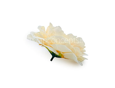 Champagne Moutan Peony