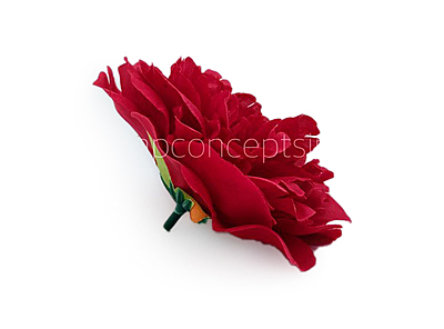 Cherry Red Moutan Peony