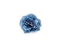 Slate Grey Moutan Peony