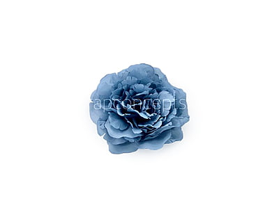 Slate Grey Moutan Peony