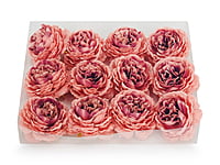 Ornate Peony - Peach with hints of Burgundy