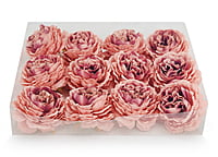 Ornate Peony - Peach with hints of Burgundy