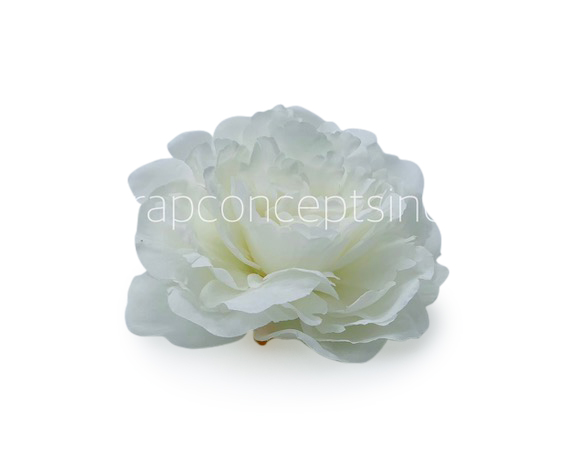 White Moutan Peony