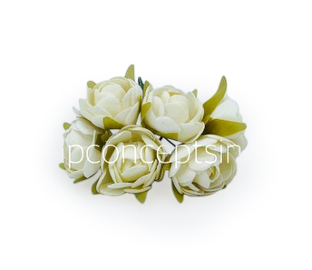 Ivory Close Peony