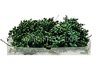 Green Cascade Succulent (Pack of 30 pcs)