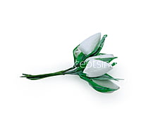 White Tulip Buds on Stick