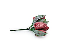 Amaranth Tulip Buds on Stick