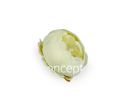 Peony - Ivory