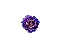 Amethyst Purple & Blue Rose Floral Heads