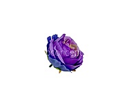 Amethyst Purple & Blue Rose Floral Heads