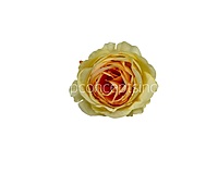 Lemon & Peach Rose Floral Heads
