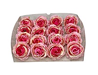 Pink & Cream Dual Rose Floral Heads