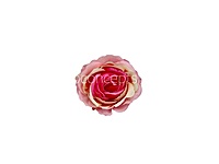 Pink & Cream Dual Rose Floral Heads