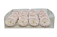 Pastel Pink & Cream Ranunculus Flowers