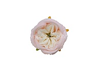 Pastel Pink & Cream Ranunculus Flowers