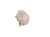 Pastel Pink & Cream Ranunculus Flowers