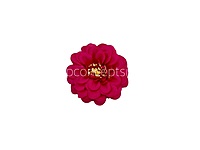 Dahlia Flower - Fuchsia